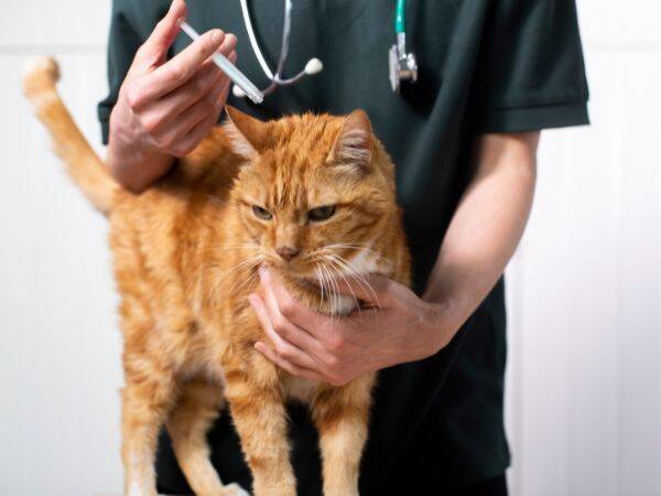 Jak zapobiegać infekcjom u kotów wywołanym przez kleszcze?