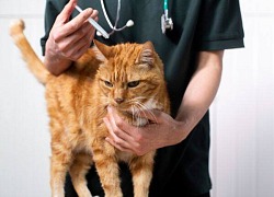 Jak zapobiegać infekcjom u kotów wywołanym przez kleszcze?