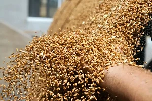 Kukurydza na ziarno jako roślina wsparcia dla zrównoważonego rolnictwa